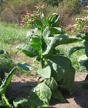 Russian Red Tobacco Plant